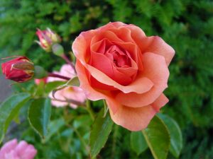 Rosa floribunda Summer Beauty 'Korobe'-0
