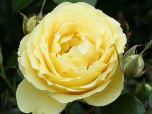 Rosa floribunda Summer Gold 'Poulreb'-0