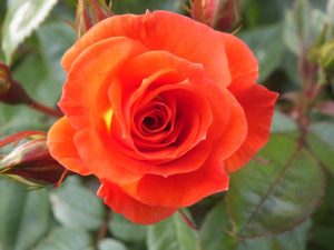 Rosa Sunseeker ('Dicracer')-0