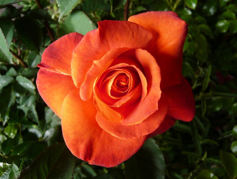 Rosa floribunda Super Trouper 'Fryleyeca'-318