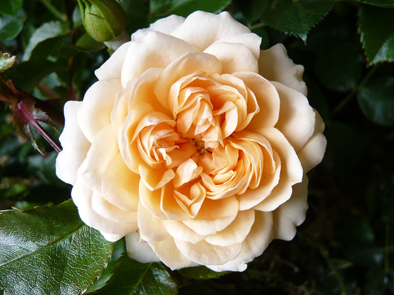 Rosa Sweet Memories ('Whamemo')-567