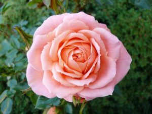 Rosa 'Sweet Wonder'-0