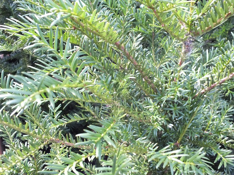 Taxus baccata-354