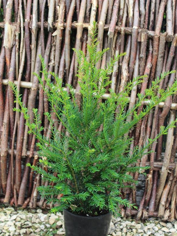 Taxus baccata-10198