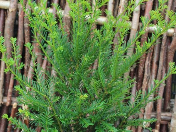 Taxus baccata-0
