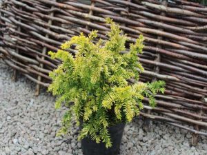 Taxus baccata 'Semperaurea'-0