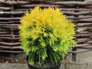 Thuja occidentalis 'Amber Glow'-0