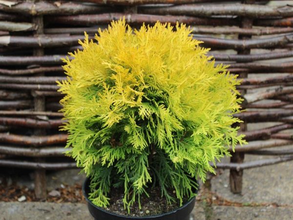 Thuja occidentalis 'Amber Glow'-0