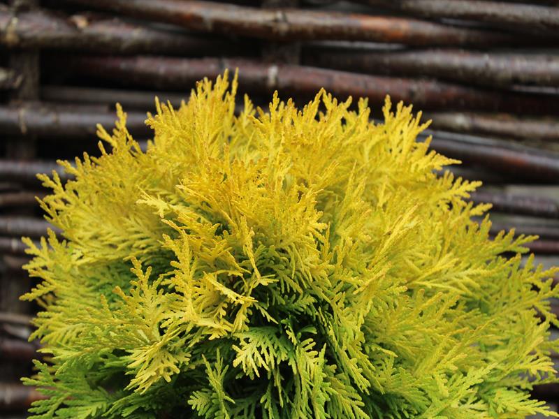 Thuja occidentalis 'Amber Glow'-10033