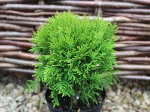 Thuja occidentalis 'Danica'-0