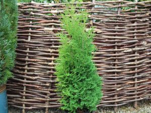 Thuja occidentalis 'Holmstrupensis' AGM-0
