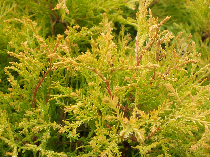Thuja occidentalis 'Rheingold' AGM-366