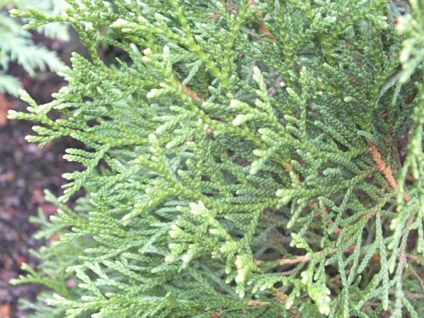 Thuja occidentalis 'Smaragd' (Emerald) -0