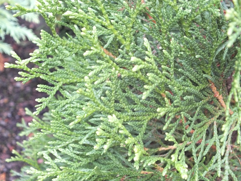 Thuja occidentalis 'Smaragd' (Emerald) -0