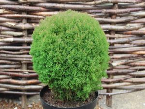 Thuja occidentalis 'Teddy'-0