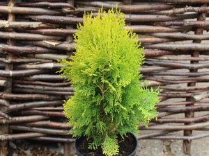 Platycladus [Thuja] orientalis 'Aurea Nana'-0