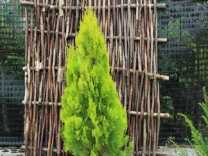 Thuja orientalis 'Shirley Chilcott'-0