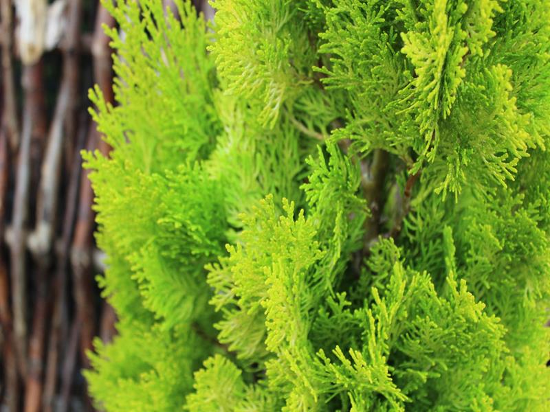 Thuja orientalis 'Shirley Chilcott'-10194