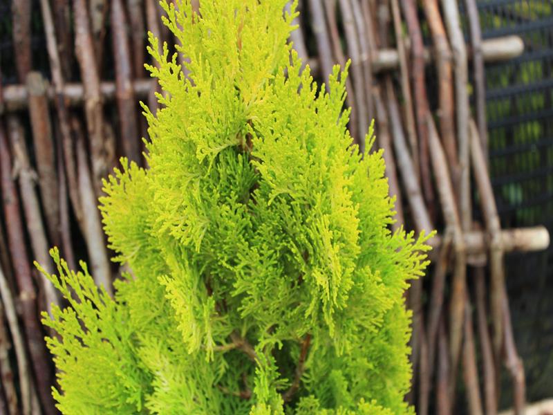 Thuja orientalis 'Shirley Chilcott'-10192