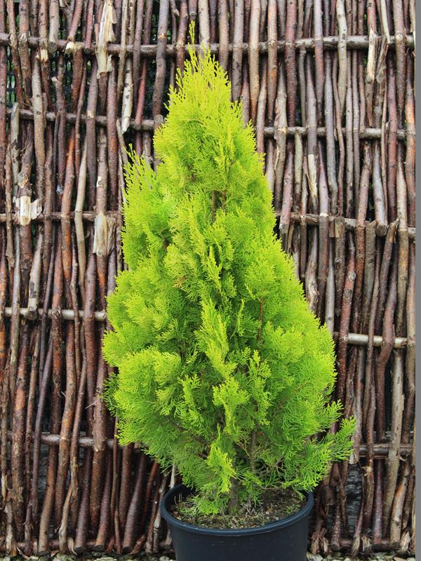 Thuja orientalis 'Shirley Chilcott'-10195