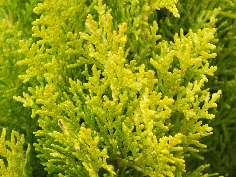 Thuja orientalis 'Shirley Chilcott'-369