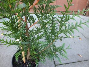 Thuja plicata 'Atrovirens'-0