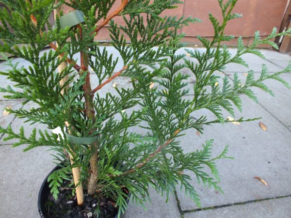 Thuja plicata 'Atrovirens'-0