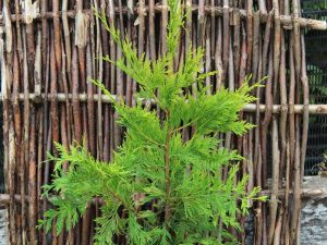 Thuja plicata 'Aurea'-0
