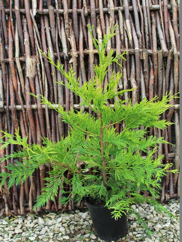 Thuja plicata 'Aurea'-10191