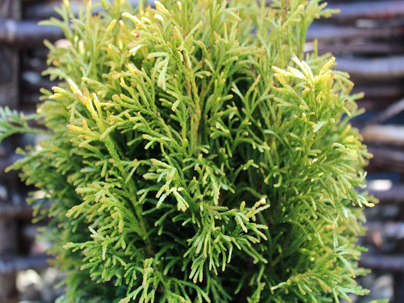 Thuja plicata 'Rogersii'-10052