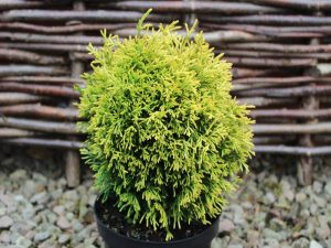 Thuja plicata 'Rogersii'-0