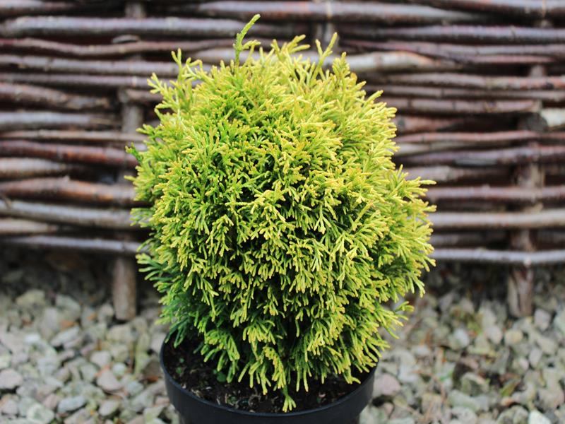 Thuja plicata 'Rogersii'-0