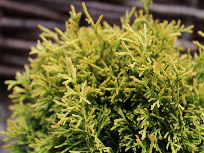 Thuja plicata 'Rogersii'-10050
