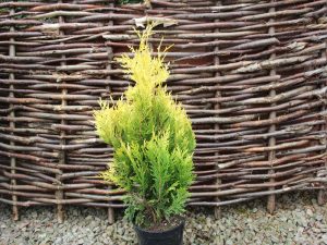 Thuja plicata 'Stoneham Gold'-0