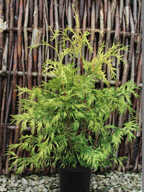 Thuja plicata 'Zebrina' -10187