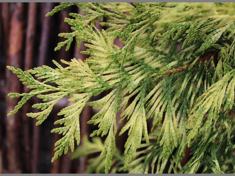 Thuja plicata 'Zebrina' -10186