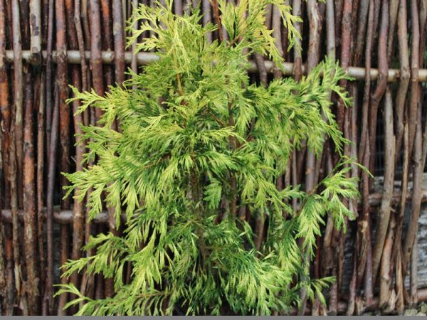 Thuja plicata 'Zebrina' -0