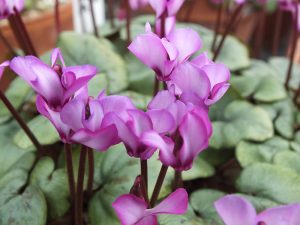 Cyclamen coum 'Tilebarn Elizabeth'-0