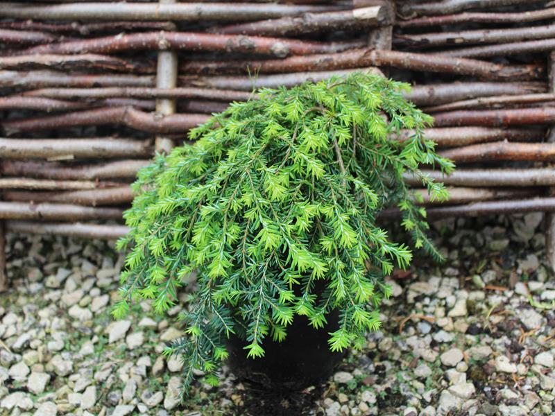 Tsuga canadensis 'Cole's Prostrate'-10266