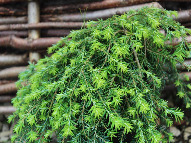 Tsuga canadensis 'Cole's Prostrate'-0