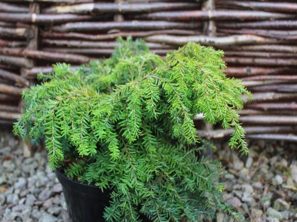 Tsuga canadensis 'Jeddeloh' (7.5L pot)-0