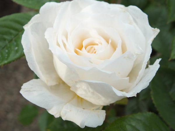 Rosa 'White Patio'-0