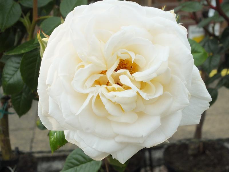 Rosa 'White Patio'-570