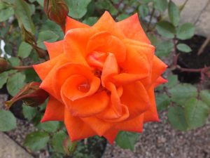 Rosa Wildfire ('Fryessex')-0