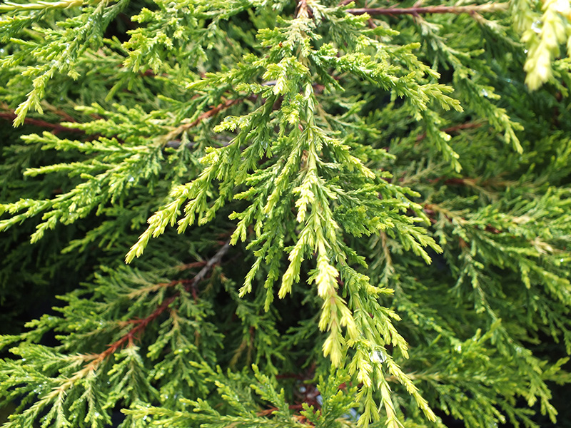 x Cuprocyparis leylandii 'Ferngold'-0