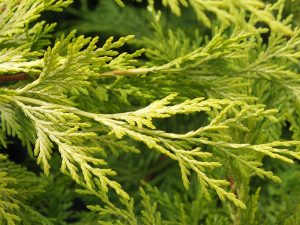 × Cuprocyparis leylandii 'Gold Rider' (10litre pot)-0