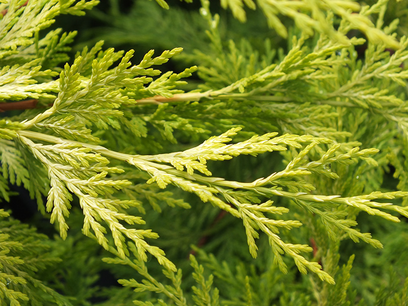 × Cuprocyparis leylandii 'Gold Rider' (10litre pot)-0