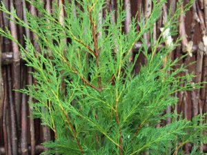 x Cuprocyparis leylandii-0