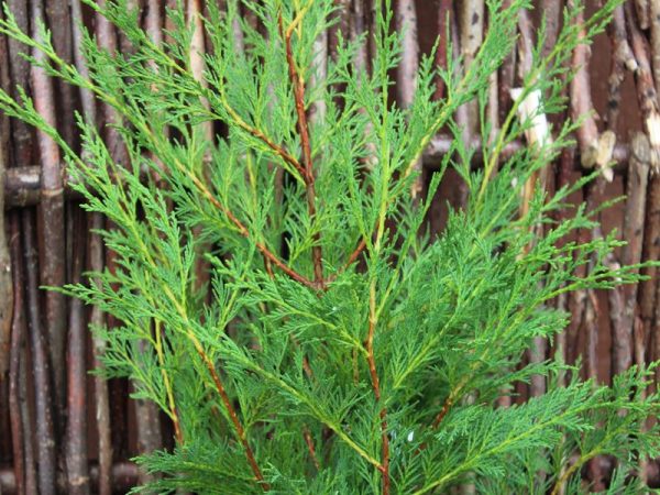 x Cuprocyparis leylandii-0