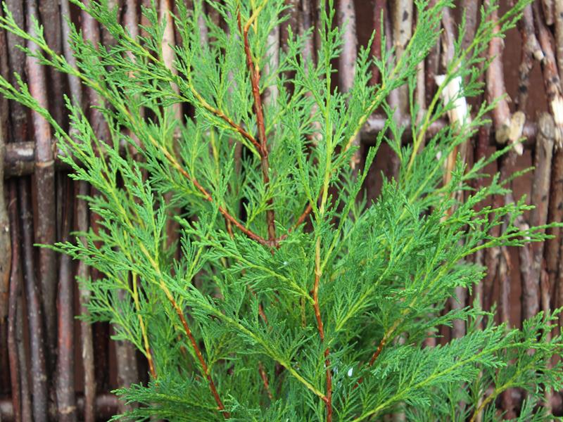 x Cuprocyparis leylandii-0